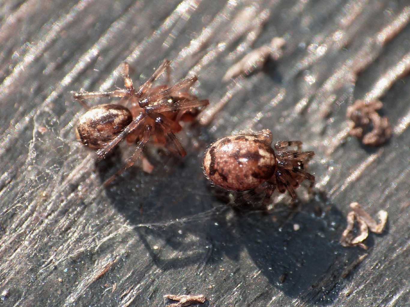 Enoplognatha mandibularis - Torrimpietra (RM)